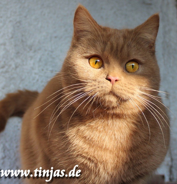 Britisch Kurzhaar Mädchen 10 Monate cinnamon